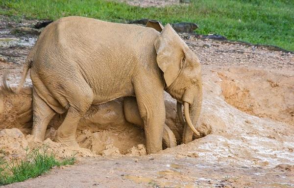 為愛發聲丨 德利豐家居“關愛大象媒體聯盟”關(圖2)