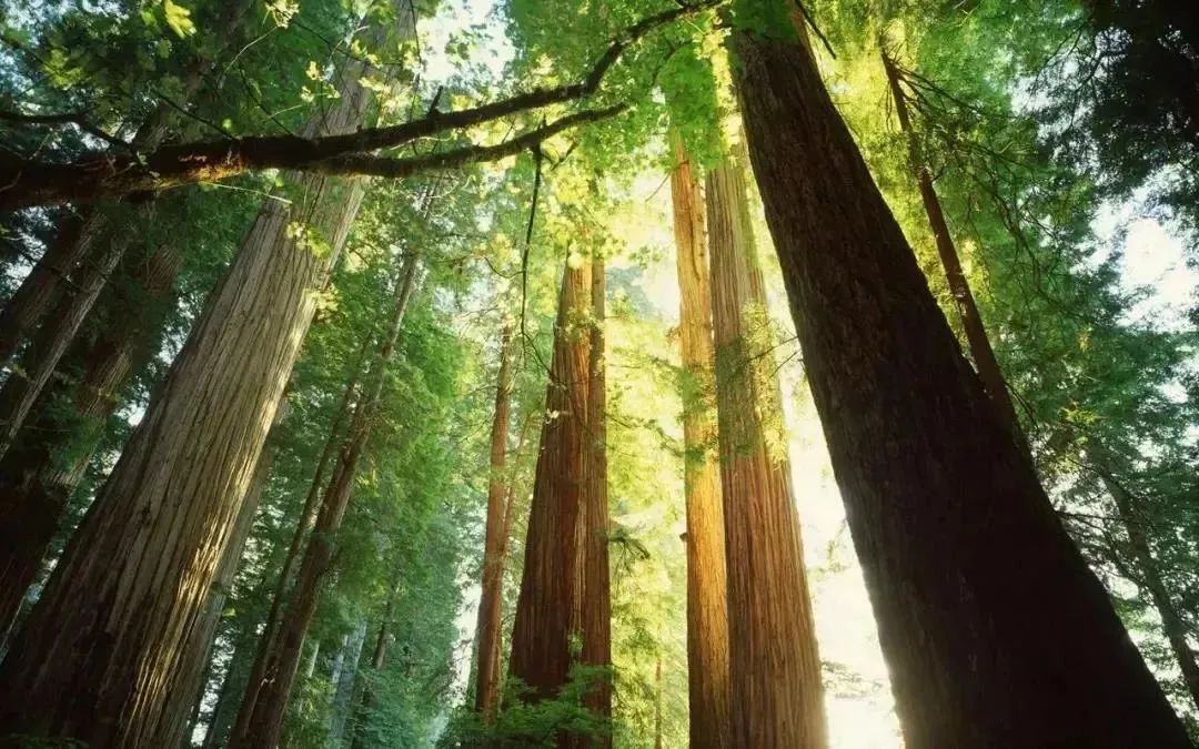 DELFONE家裝巖板 | 邂逅北美橡木, 與自然共筑品質(zhì)生活(圖2) 圖片